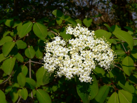 {Viburnum prunifolium}